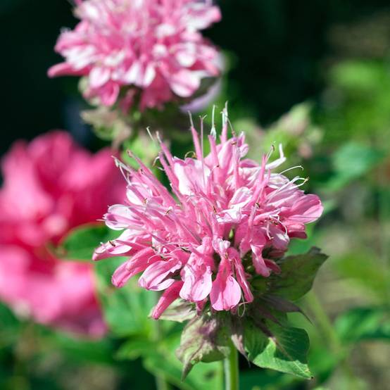 Monarde Sugar Buzz Pink Frosting - Bergamote rose Pot de 1,5L/2L