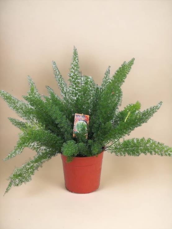 Asparagus D. Meyers 60cm - Plante d'intérieur- La Green Touch - Image 2