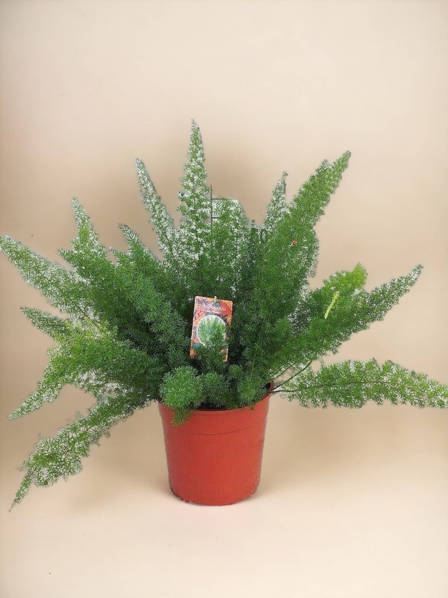 Asparagus D. Meyers 60cm - Plante d'intérieur- La Green Touch - Image 2