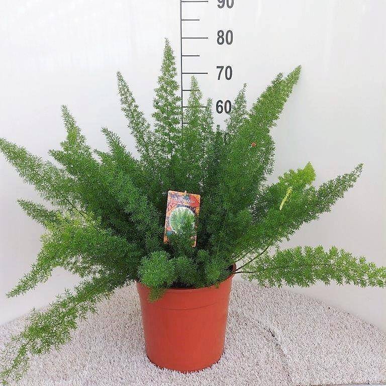 Asparagus D. Meyers 60cm - Plante d'intérieur- La Green Touch - Image 1