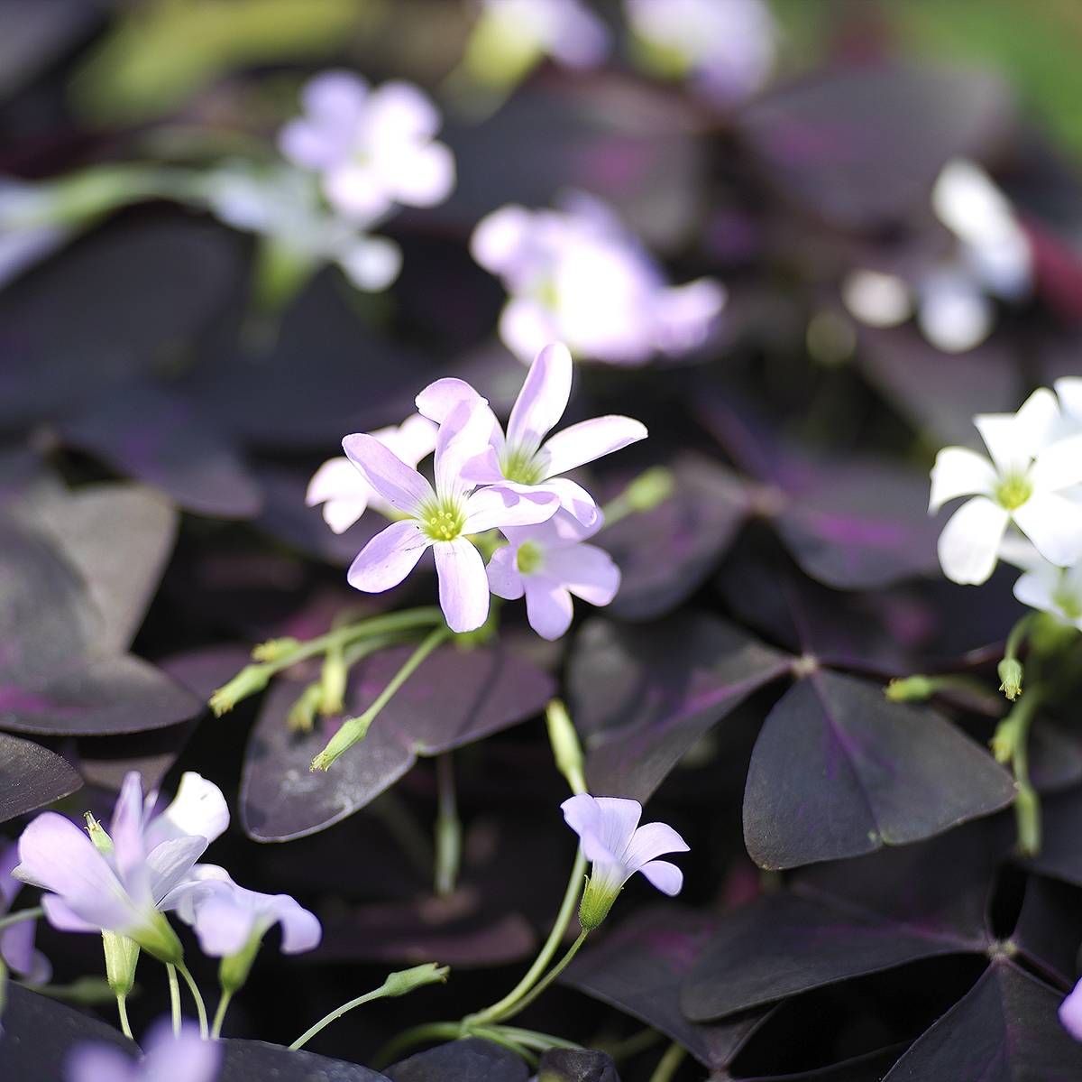 Oxalis triangularis - Trèfle pourpre Bulbe calibre I (par 10)