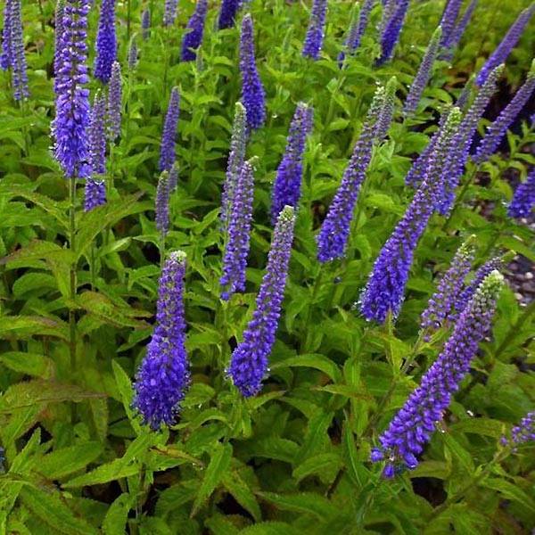 Veronica Sunny Border Blue - Véronique en épis Sunny Border Blue Godet de 8/9 cm