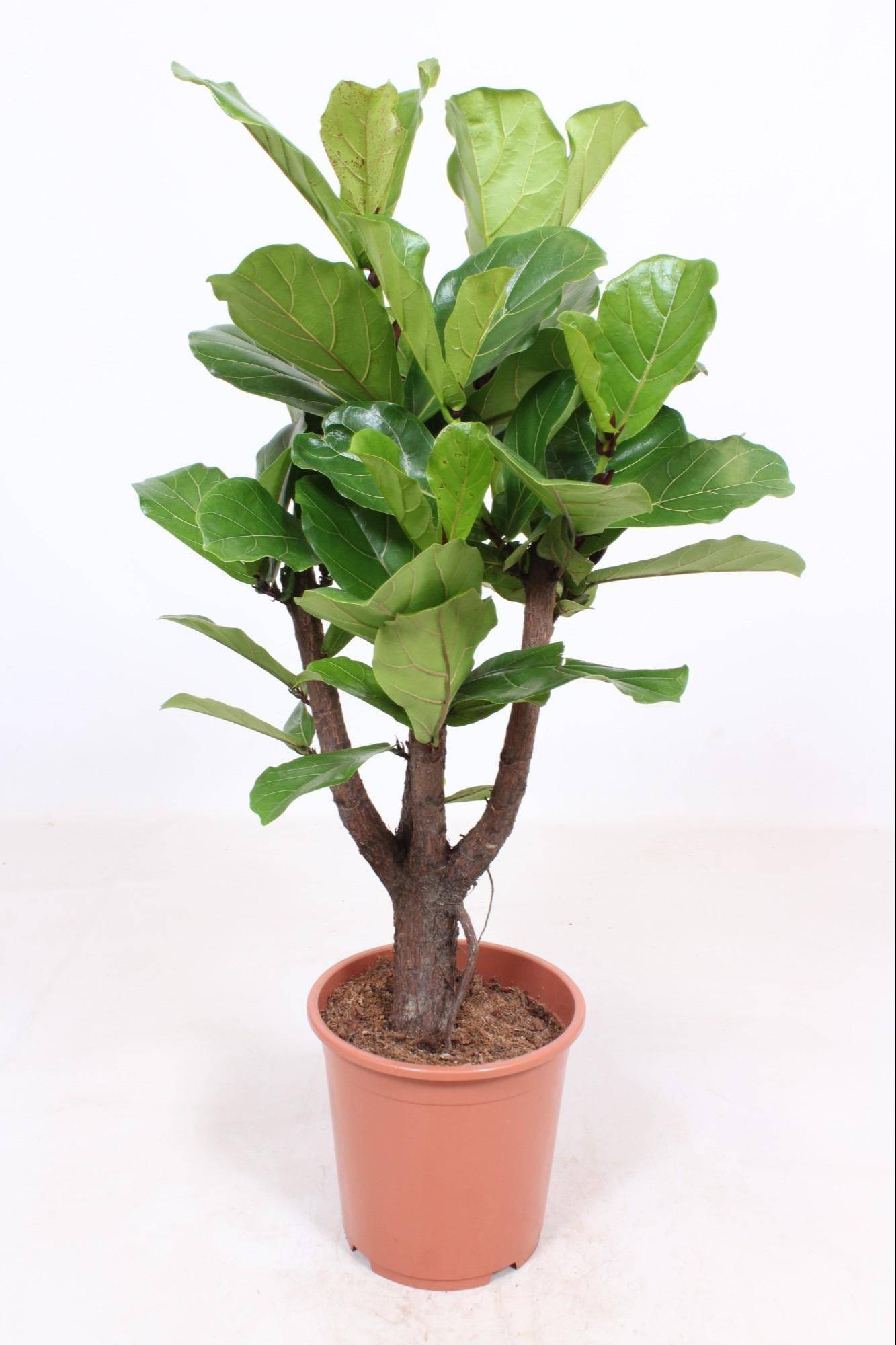 La Green Touch - Ficus lyrata - Figuier lyre - H 120 cm, pot Ø27 cm