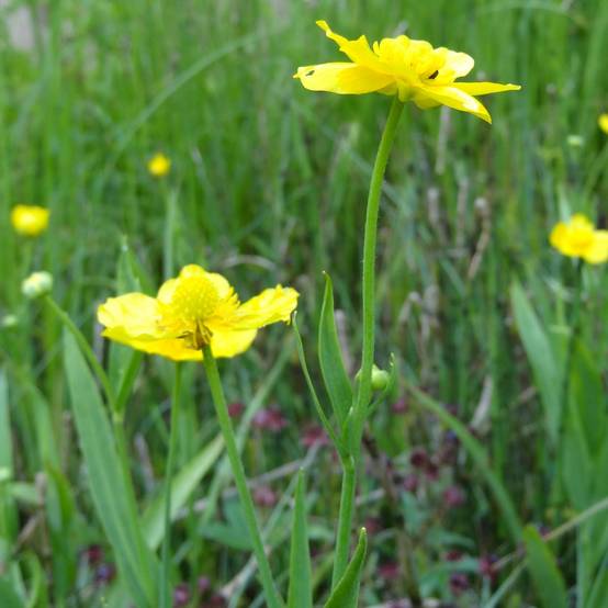 Ranunculus lingua - Grande douve Godet de 8/9 cm