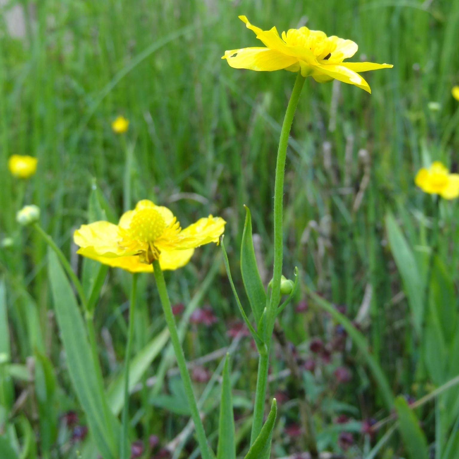 Ranunculus lingua - Grande douve Godet de 8/9 cm