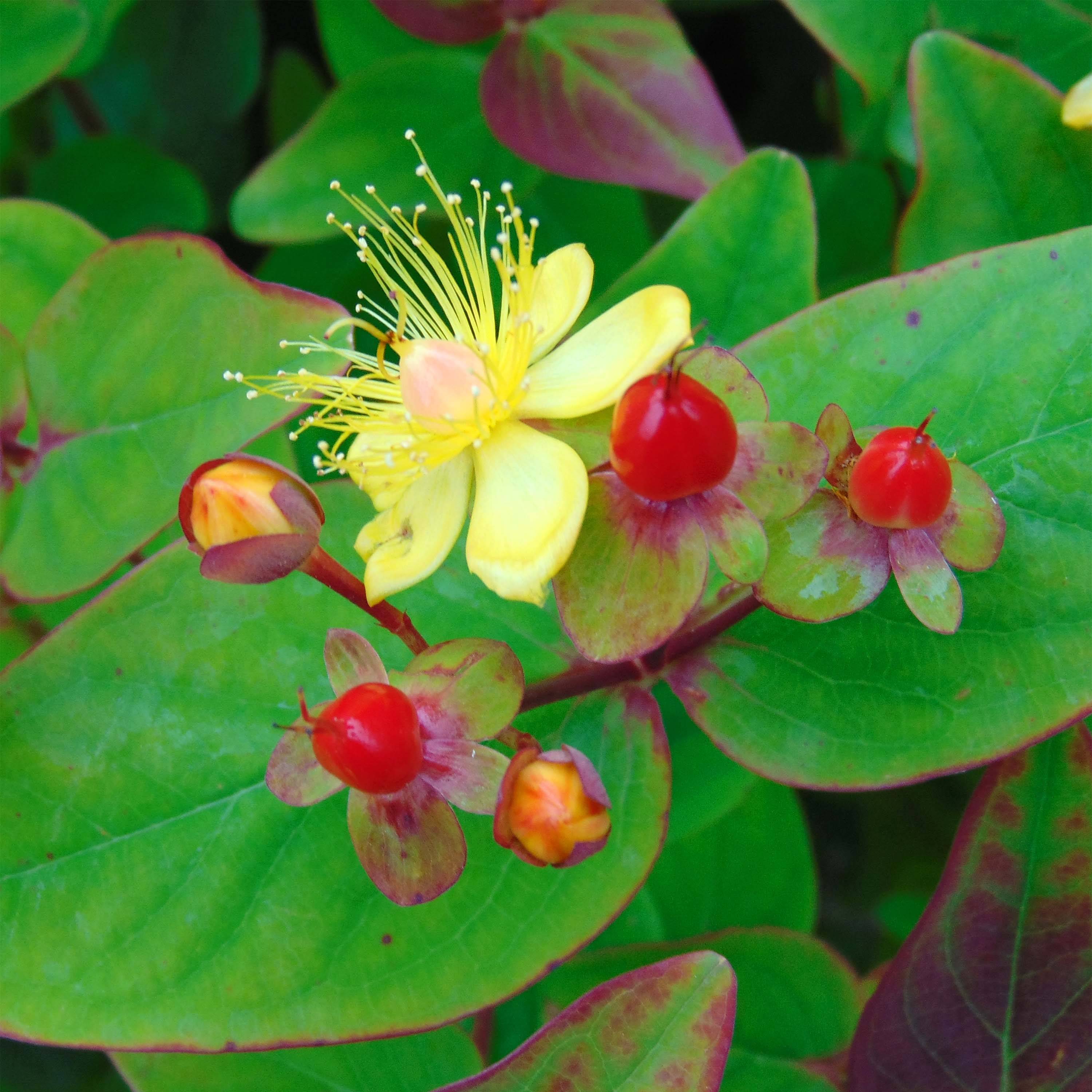 Promesse de Fleurs - Millepertuis - Hypericum inodorum Rheingold Pot de 1L/1,5L - Image 1