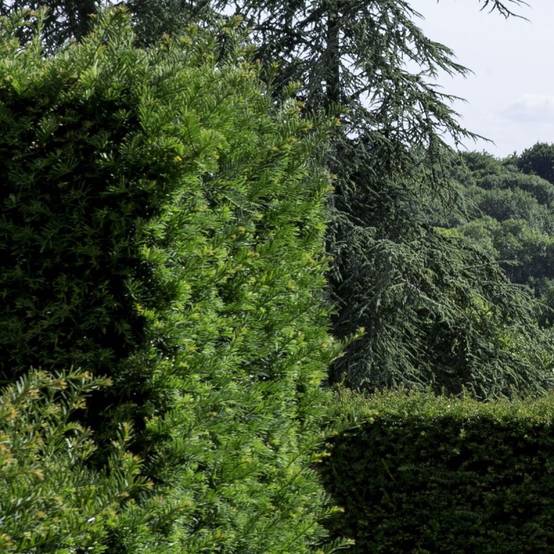 If fastigié Robusta, Taxus - Pot de 3L - 20/40 cm - Image 1