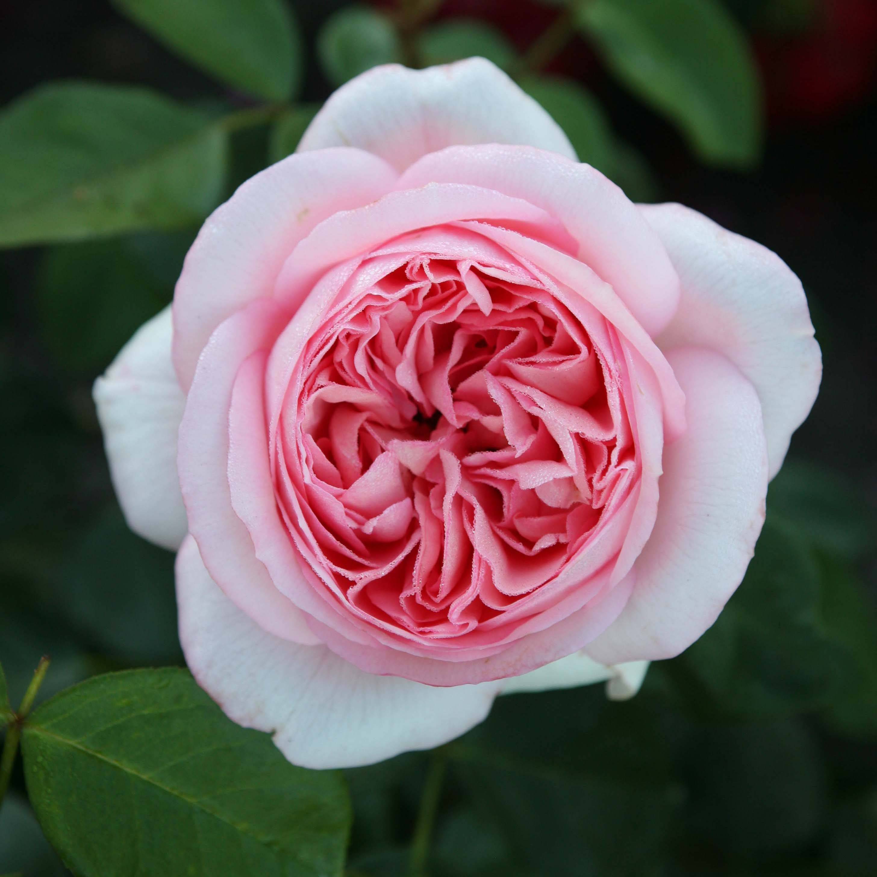 Promesse de Fleurs - Rosier à grandes fleurs Les Années Folles Bobino Pot de 4L/5L