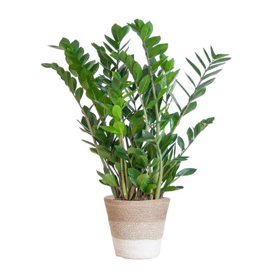 Zamioculcas Zamiifolia et son pot- La Green Touch Panier Blanc - Hauteur 80cm