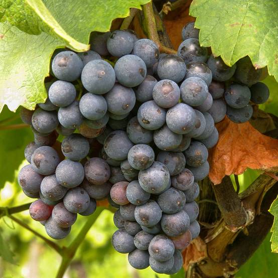 Vigne de table Michele Palieri - Vitis vinifera Pot de 1,5L/2L
