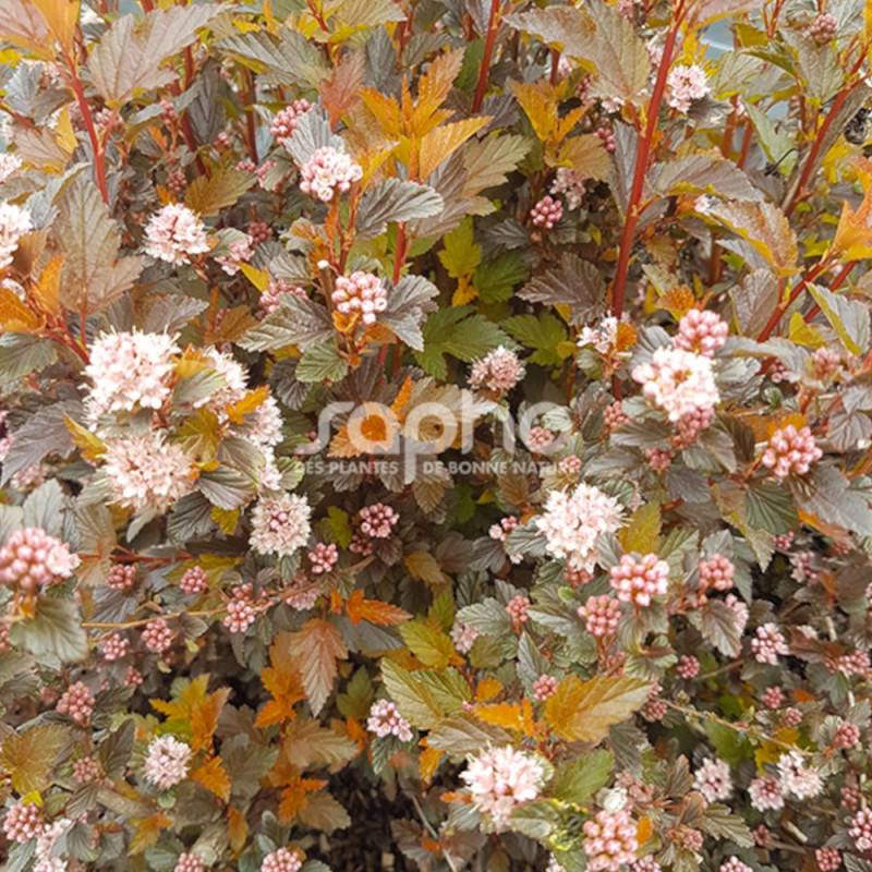 Physocarpus Sweet Cherry Tea® 'Zlebic5', Physocarpe à fleurs Blanche/ - feuillage Caduc - Pot de 1,5L - 20/40 cm - Image 4