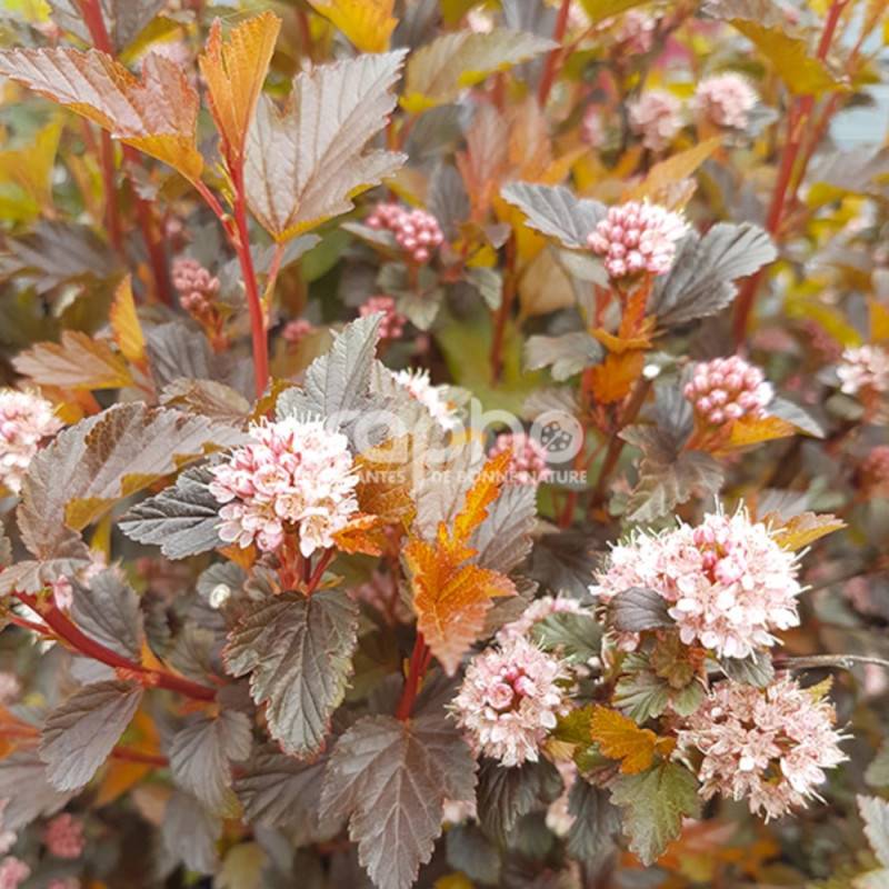 Physocarpus Sweet Cherry Tea® 'Zlebic5', Physocarpe à fleurs Blanche/ - feuillage Caduc - Pot de 1,5L - 20/40 cm - Image 3