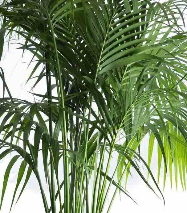 0 - Howea forsteriana (kentia) Pot de 15 litres - 160/180 cm - Image 3