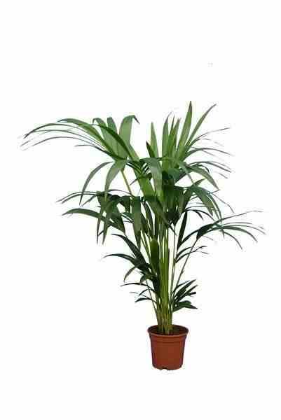 0 - Howea forsteriana (kentia) Pot de 15 litres - 160/180 cm - Image 1