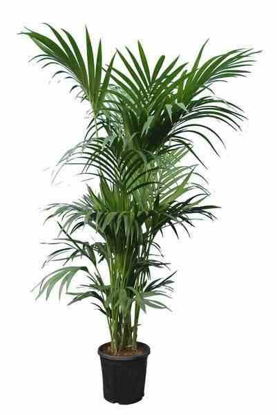 0 - Howea forsteriana (kentia) Pot de 15 litres - 160/180 cm - Image 2