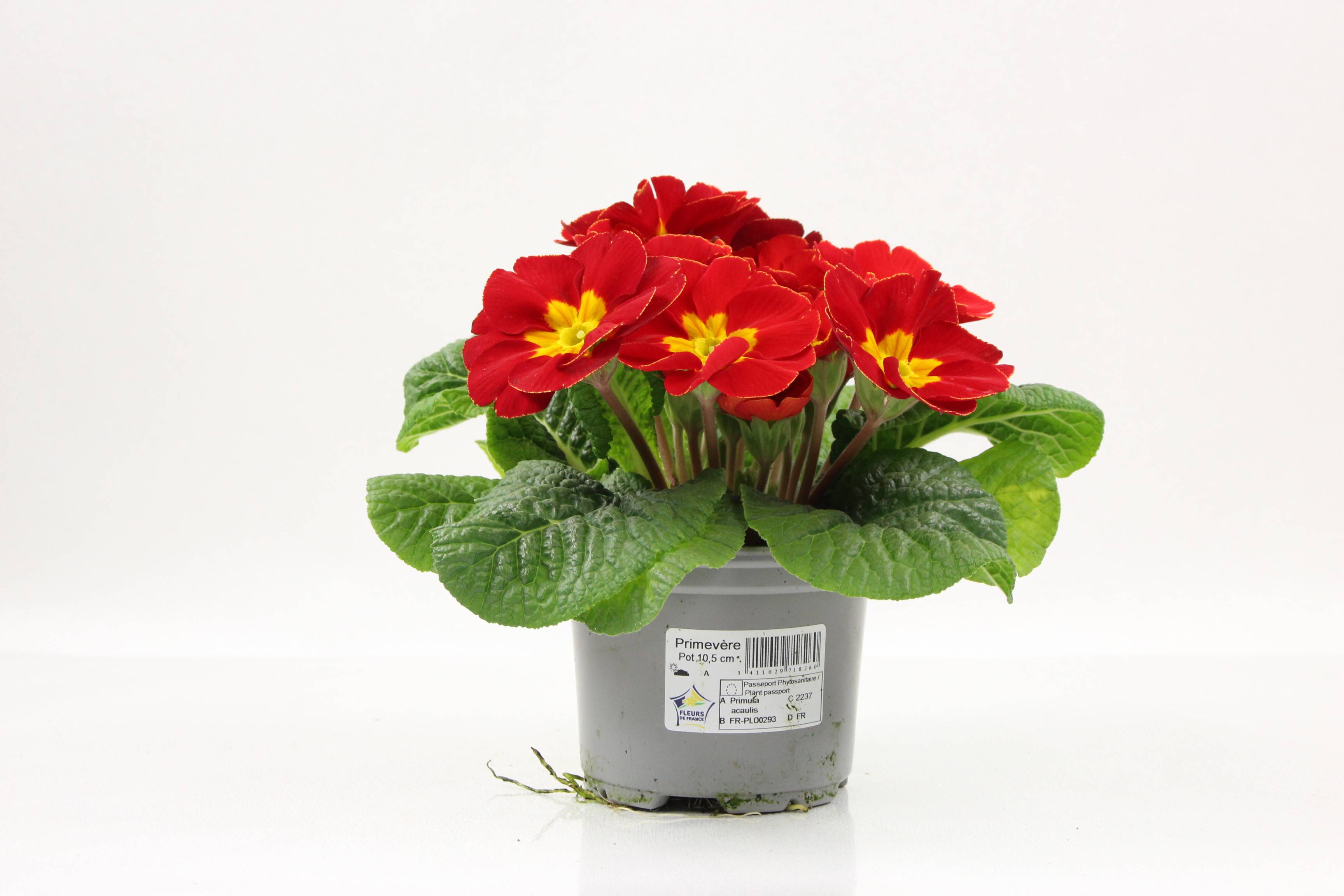 Fleuron D'Anjou - Primevère acaule  pot 10,5 cm rouge - Image 1