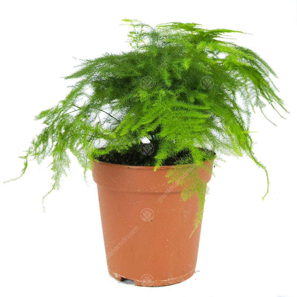 Gardenersdream - Asparagus Setacea Plumosus Asperge Des Fleuristes Plante D’Intérieur Vivante 12 Cm En Pot - GardenersDream