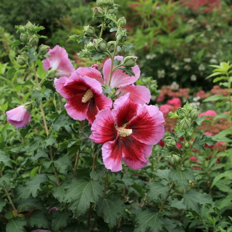 Hibiscus Hibisa® 'Cocktail', Althéa à fleurs Rose/Rouge - feuillage Caduc - Pot de 5L - 40/60 cm - Image 3
