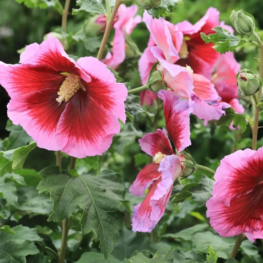 Hibiscus Hibisa® 'Cocktail', Althéa à fleurs Rose/Rouge - feuillage Caduc - Pot de 5L - 40/60 cm - Image 1