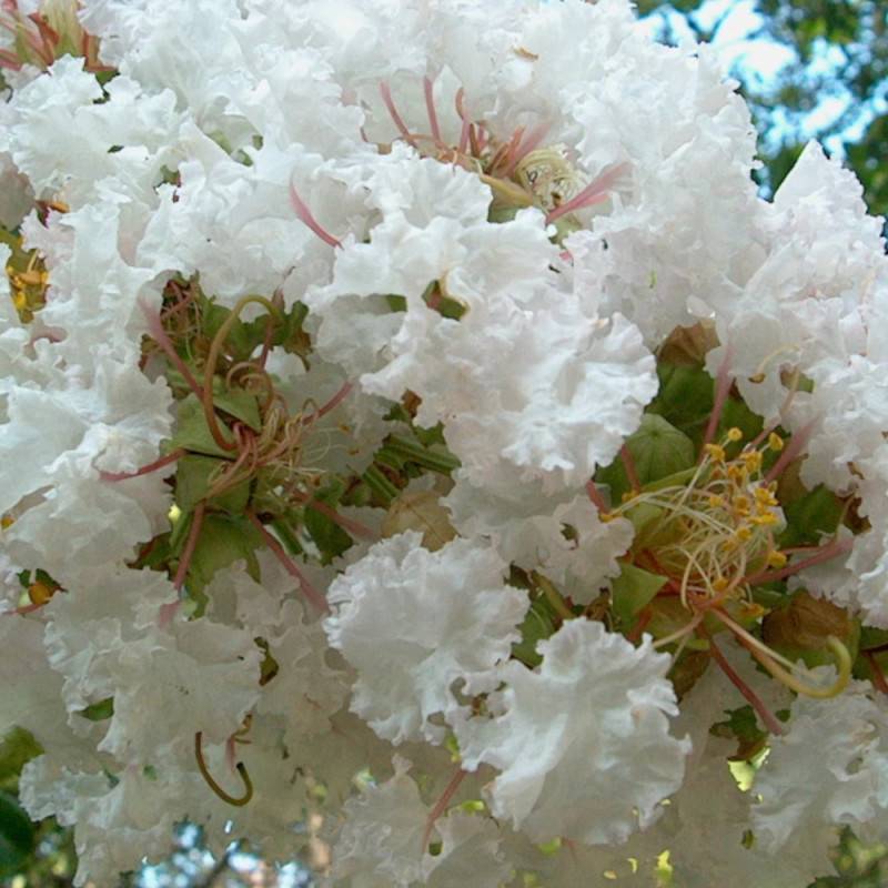 Lilas des Indes Petit´ Canaille® Blanc, Lagerstroemia à fleurs Blanche/ - feuillage Caduc - Pot de 3L - Touffe - Image 2