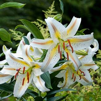 Promesse de Fleurs - Lis oriental Garden Party Bulbe calibre 14/16 (par 3)