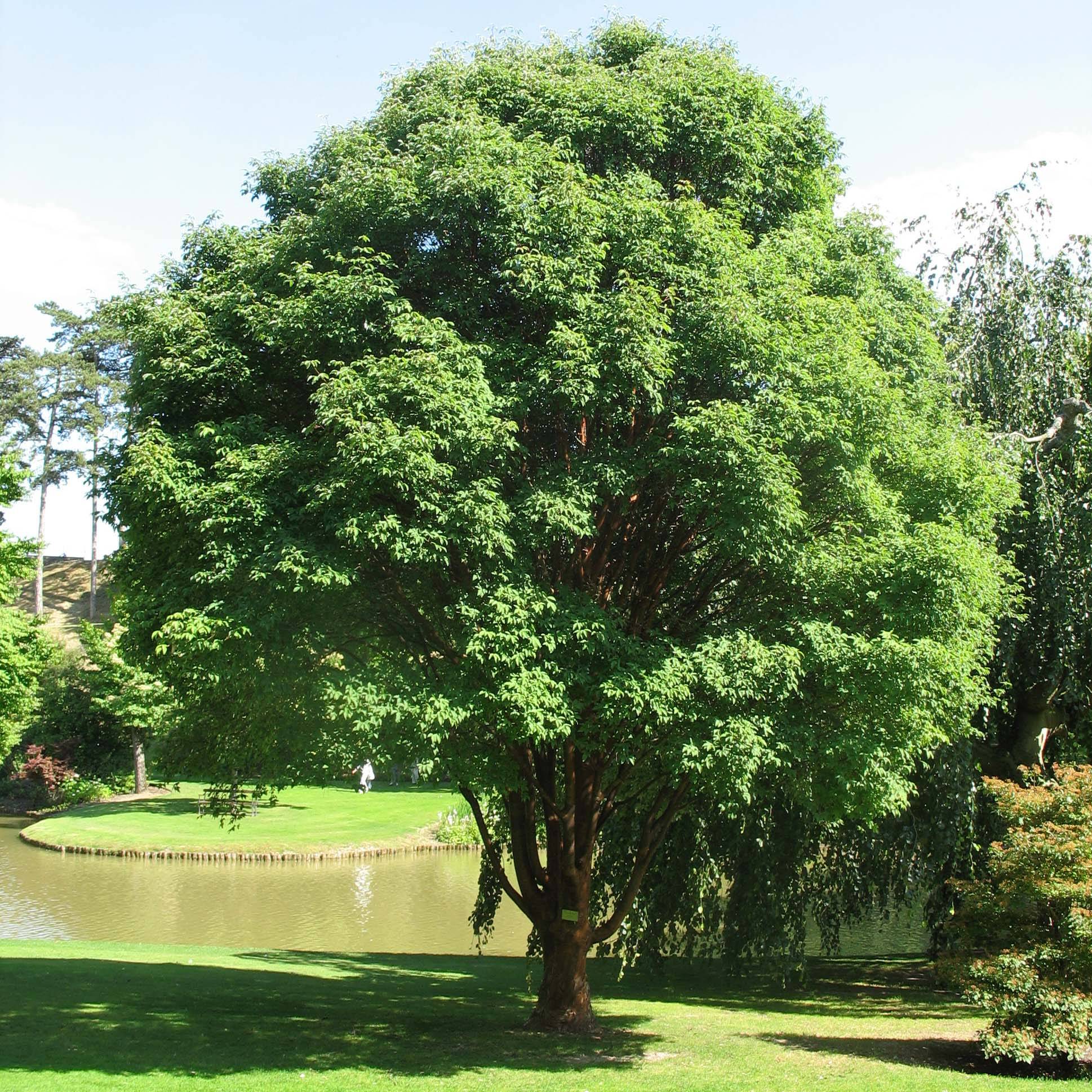 Promesse de Fleurs - Érable cannelle - Acer griseum Pot de 3L/4L - Image 1