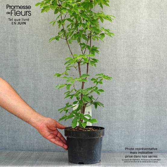 Promesse de Fleurs - Érable cannelle - Acer griseum Pot de 3L/4L - Image 2