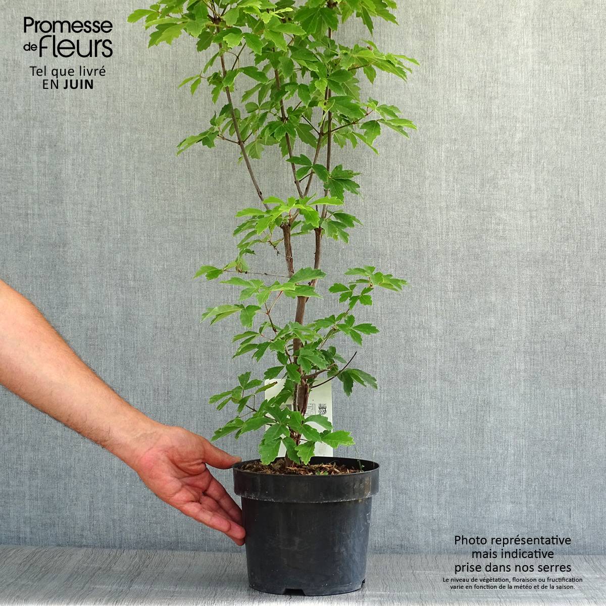 Promesse de Fleurs - Érable cannelle - Acer griseum Pot de 3L/4L - Image 2