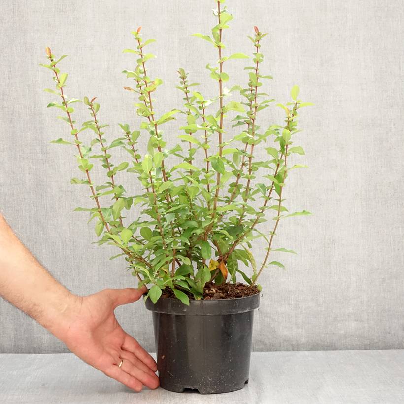 Promesse de Fleurs - Cognassier du Japon - Chaenomeles x superba Hollandia Pot de 2L/3L - Image 2