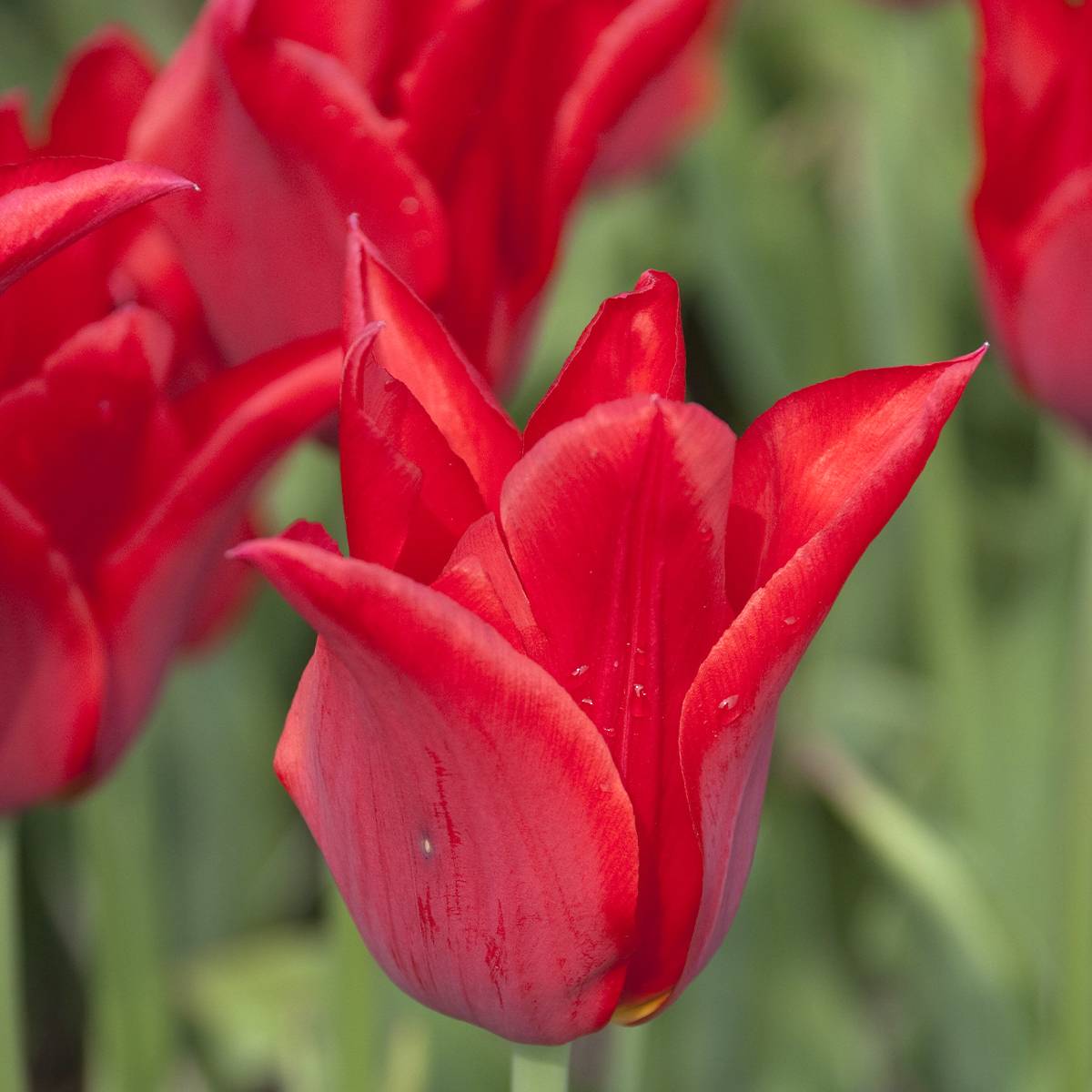 Promesse de Fleurs - Tulipe Fleur de Lis Moneymaker Bulbe calibre 12+ (par 10)