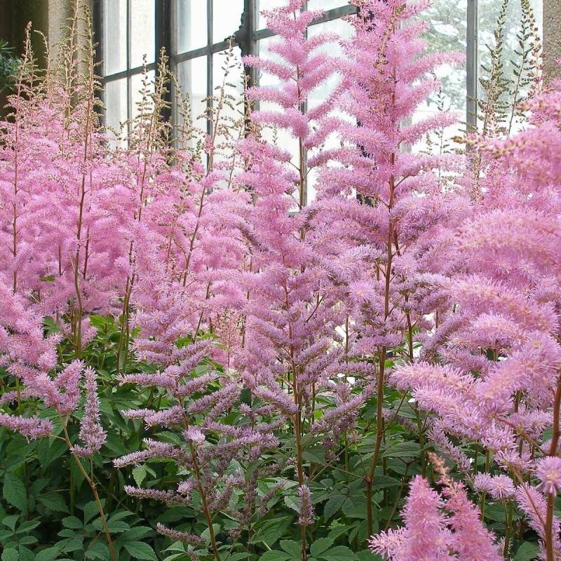 Astilbe d'Arends Anita Pfeifer à fleurs Rose/ - feuillage Caduc - Godet - 5/20 cm - Image 1
