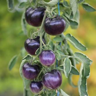 Tomate Osu Blue P20 ou Bleue P20 Bio - Ferme de Sainte Marthe le sachet de 50 graines environ