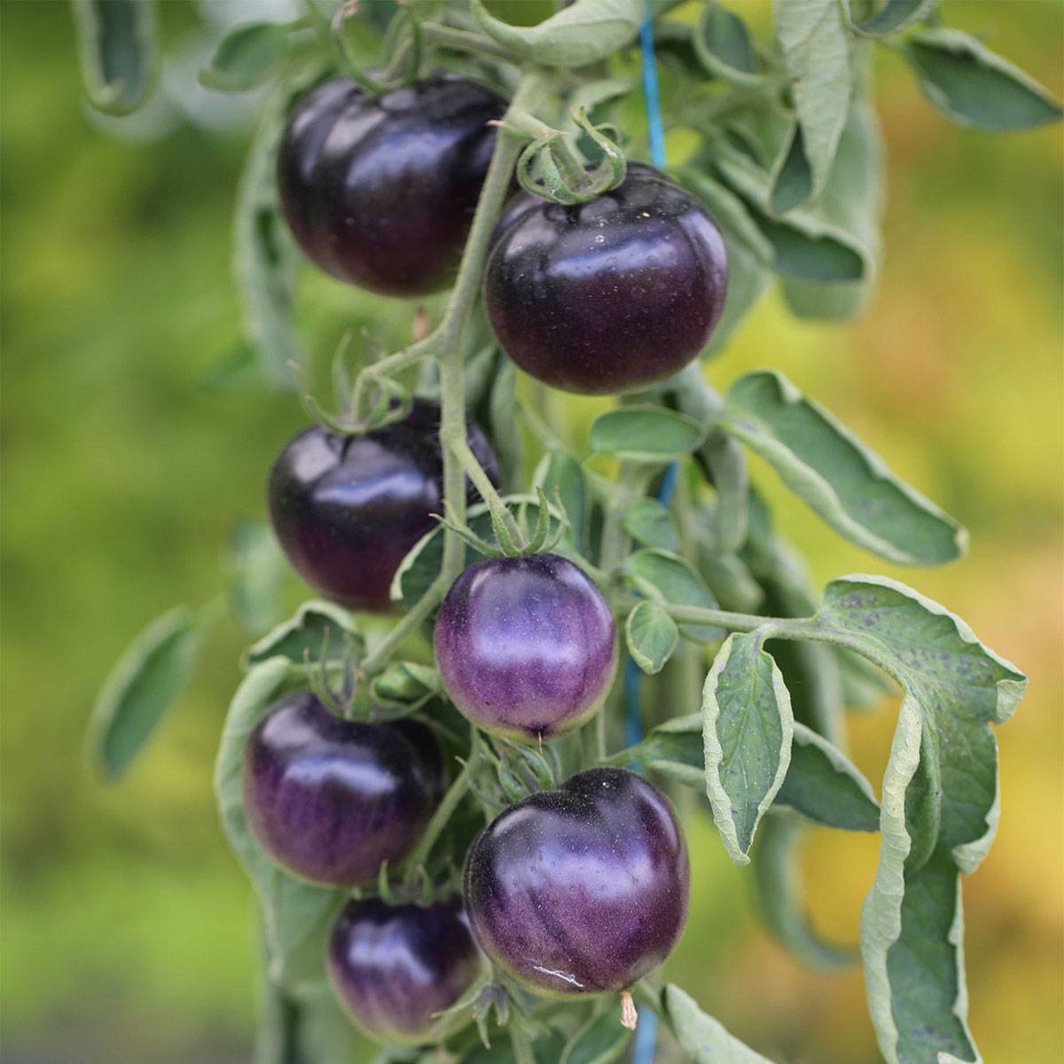 Tomate Osu Blue P20 ou Bleue P20 Bio - Ferme de Sainte Marthe le sachet de 50 graines environ