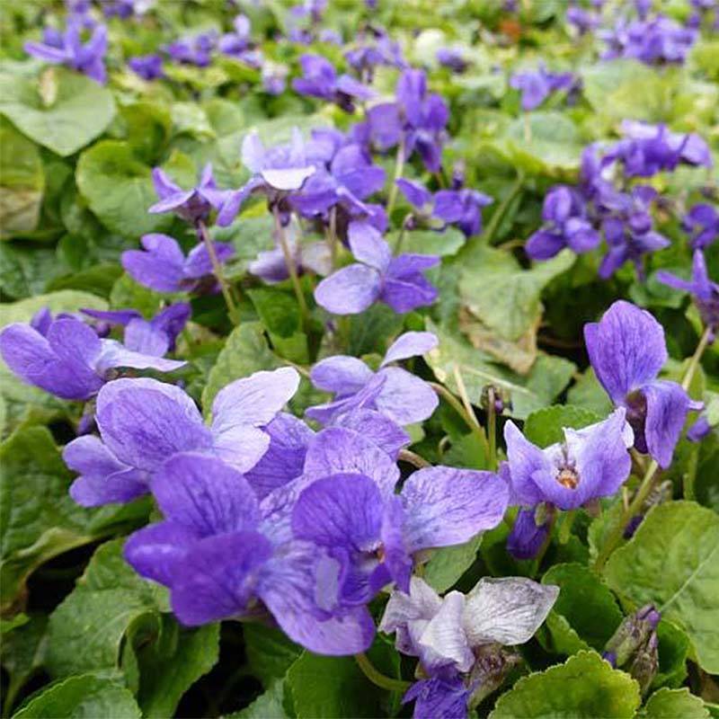 Violette odorante Königin Charlotte - Viola odorata Godet de 8/9 cm
