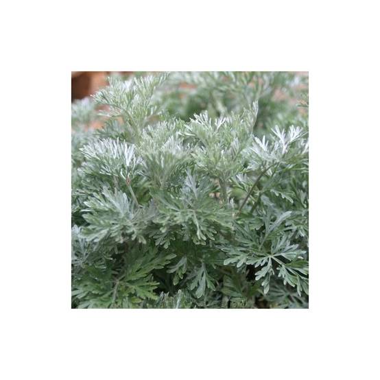 Armoise Powis Castle à fleurs Blanche - feuillage Persistant - Godet - 5/20 cm- hauteur à maturité De 0,15 m à 0,50 m - Image 1