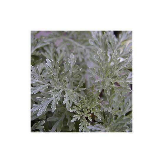 Armoise Powis Castle à fleurs Blanche - feuillage Persistant - Godet - 5/20 cm- hauteur à maturité De 0,15 m à 0,50 m - Image 6