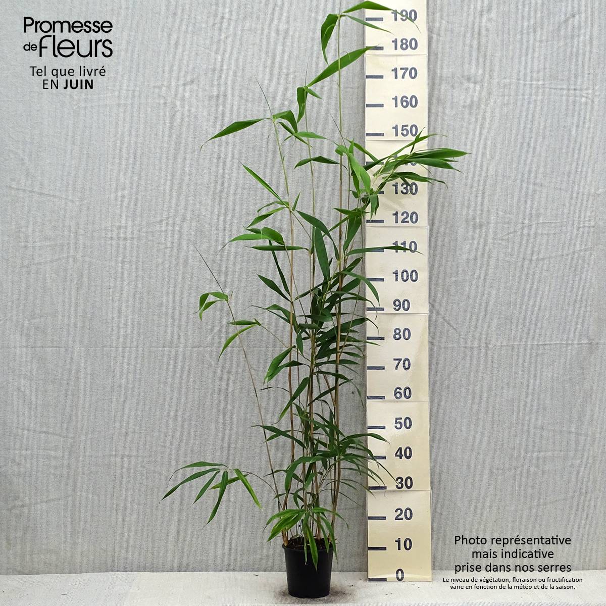 Promesse de Fleurs - Bambou Métaké - Pseudosasa japonica Pot de 2L/3L - Image 2