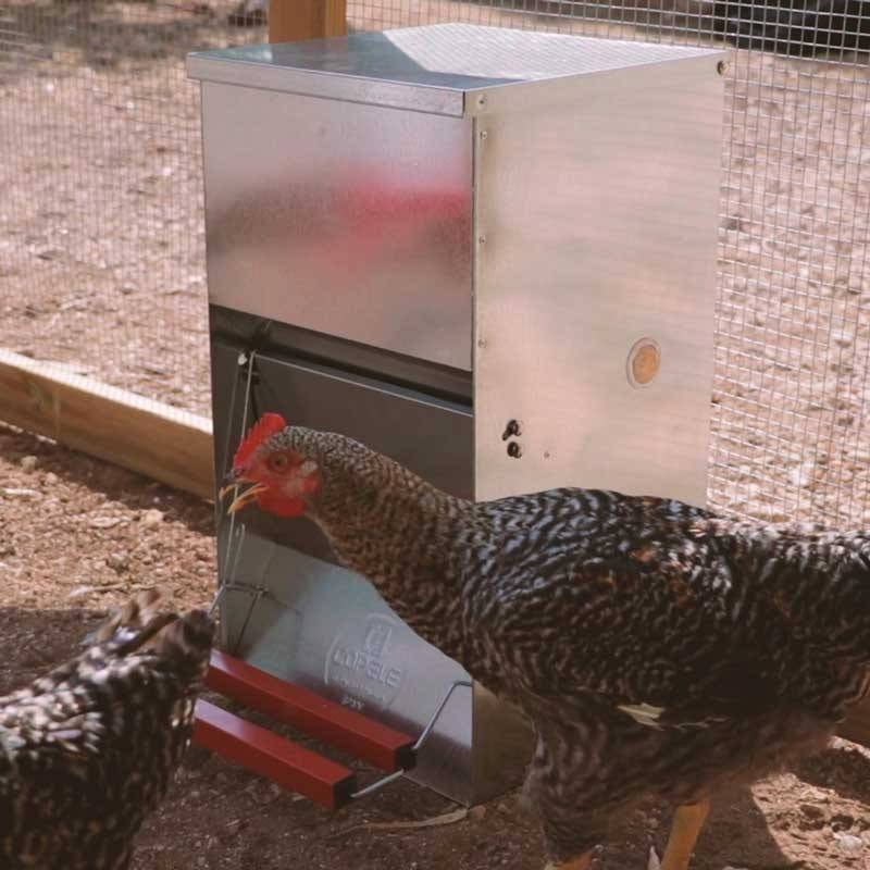 Mangeoire anti-nuisibles 6 kg pour 3 poules - Image 5