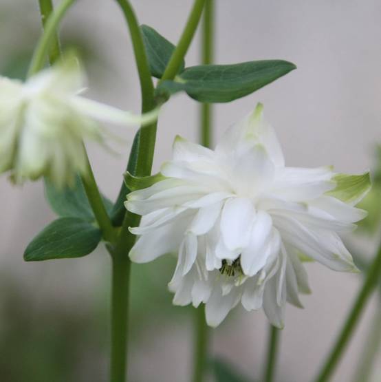 Ancolie Green Apples - Aquilegia vulgaris Godet de 8/9 cm