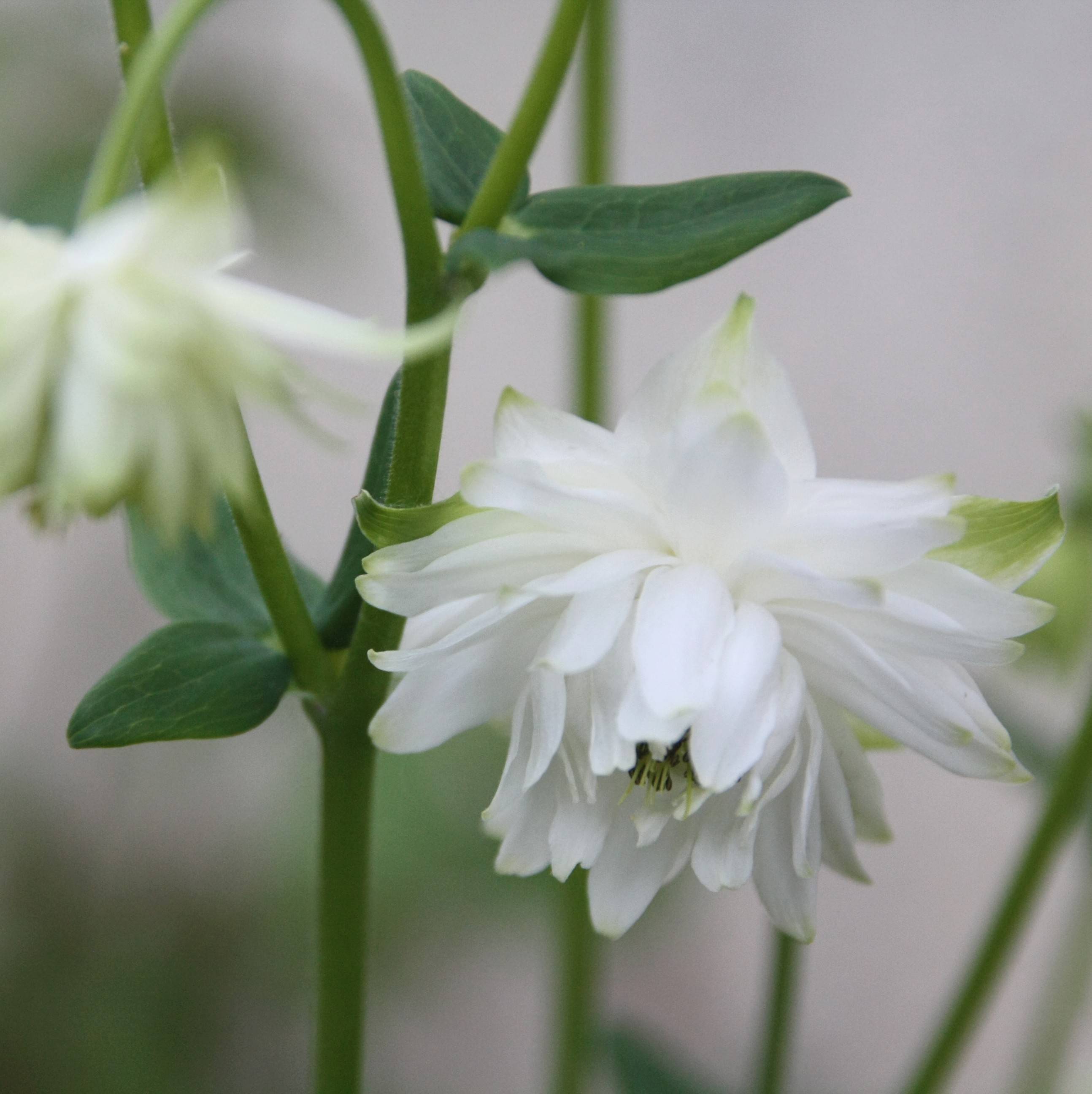 Ancolie Green Apples - Aquilegia vulgaris Godet de 8/9 cm