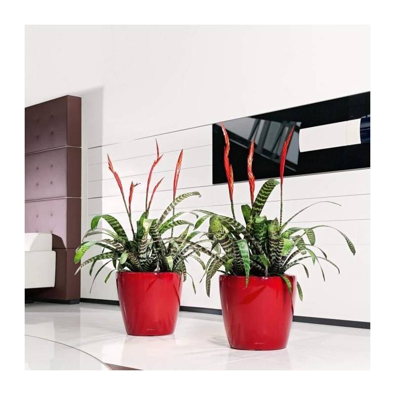 Lechuza - Pot De Fleur Lechuza Classico Premium Ls 50 - Kit Complet, Taupe Brillant - Image 5