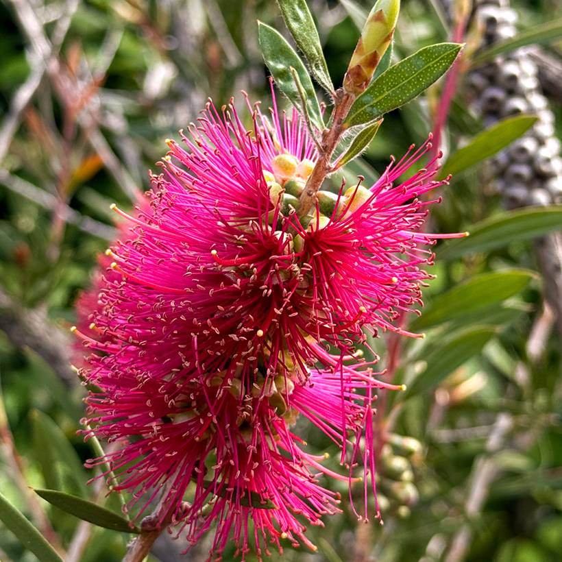 Callistemon salignus Perth Pink - Rince bouteille Pot de 4L/5L - Image 1