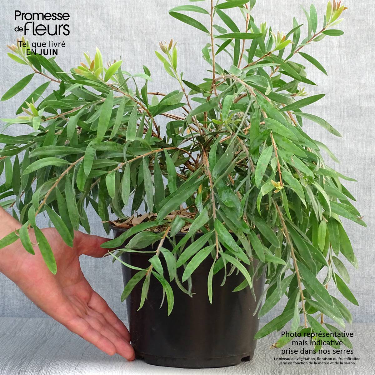 Callistemon salignus Perth Pink - Rince bouteille Pot de 4L/5L - Image 2
