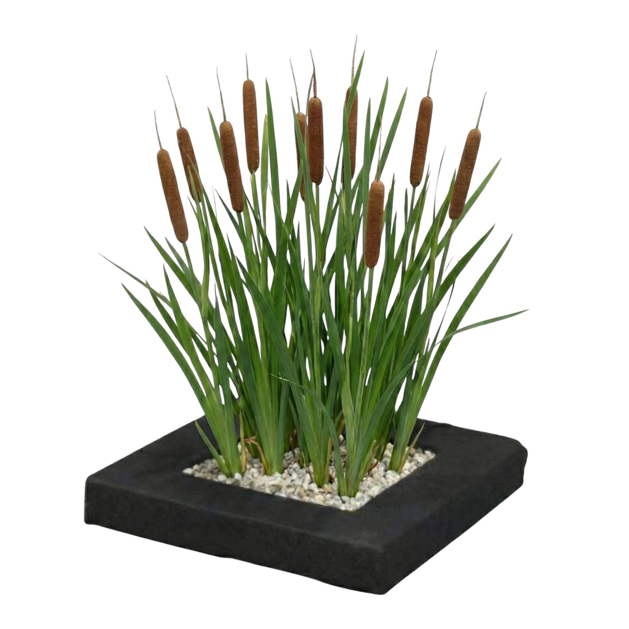 0 - Île de Plantes Massette - 4 Plantes Aquatiques - Typha latifolia - Image 1