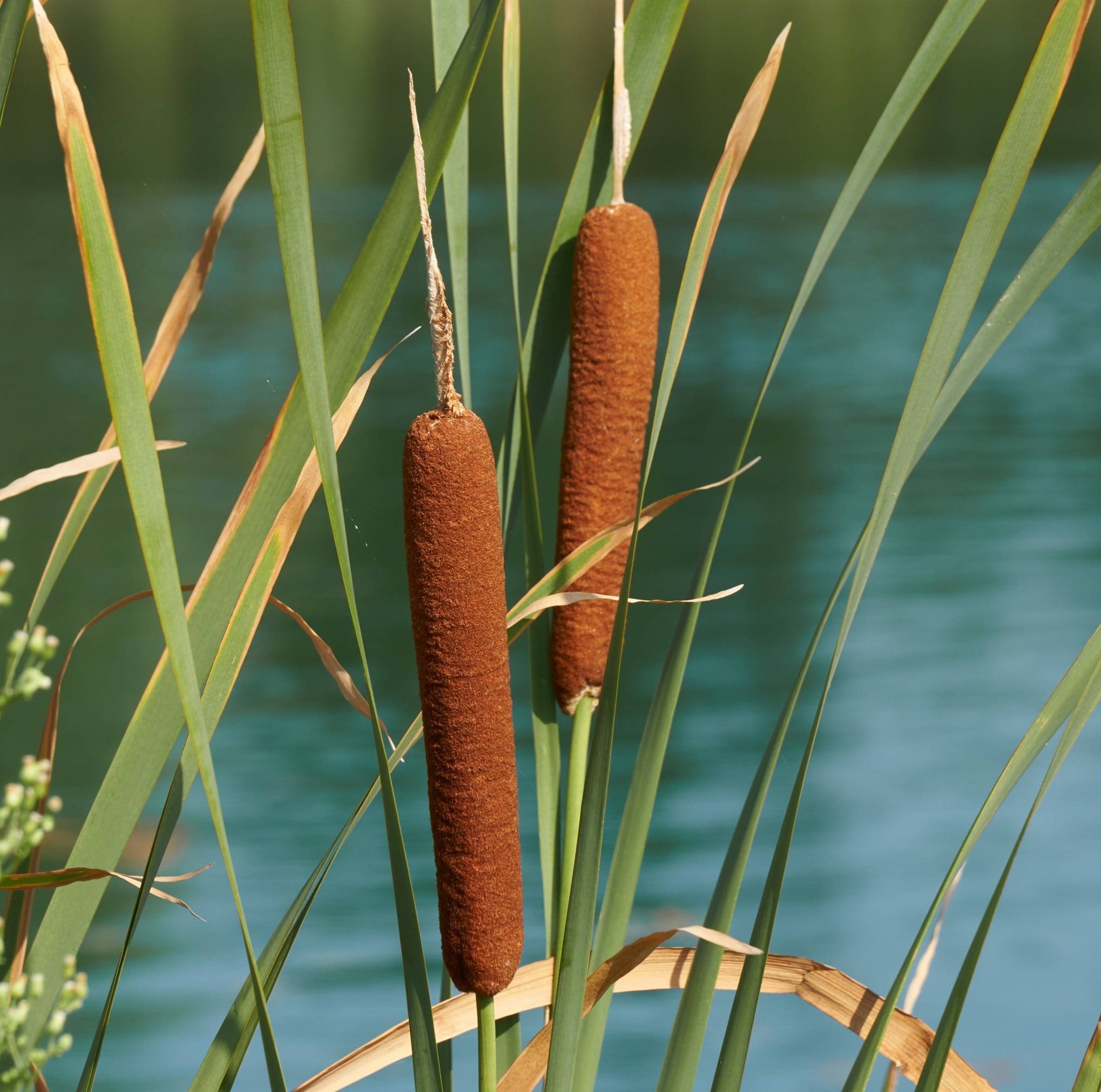 0 - Île de Plantes Massette - 4 Plantes Aquatiques - Typha latifolia - Image 2