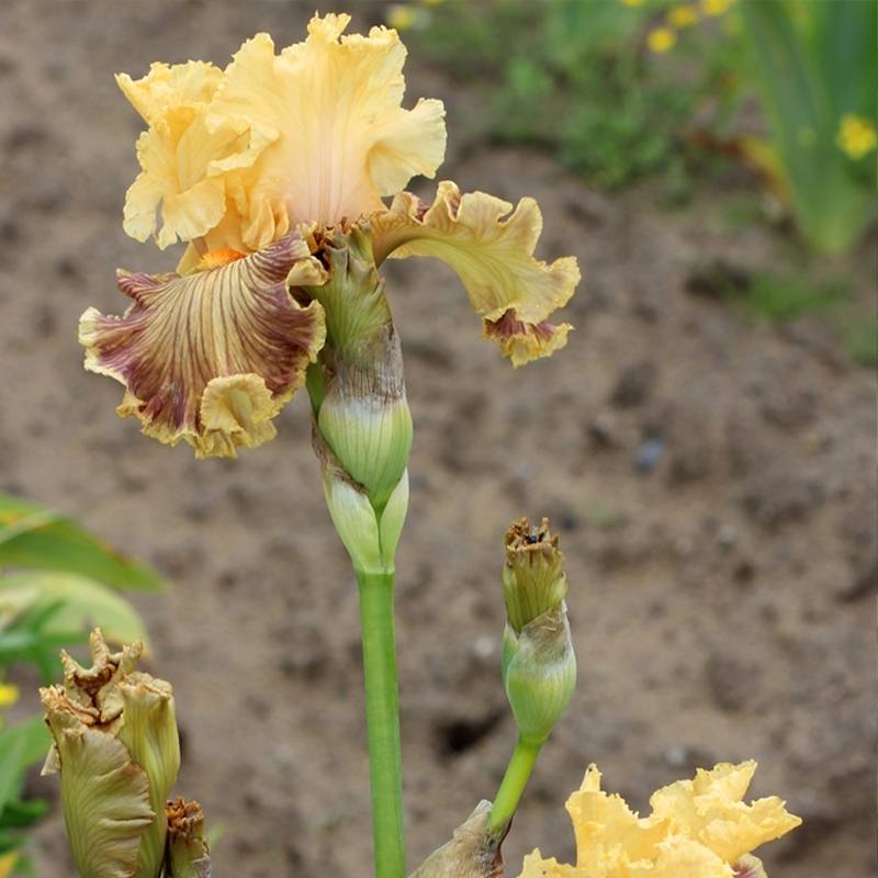 Promesse de Fleurs - Iris germanica Vieilles Vignes - Iris des Jardins Rhizome