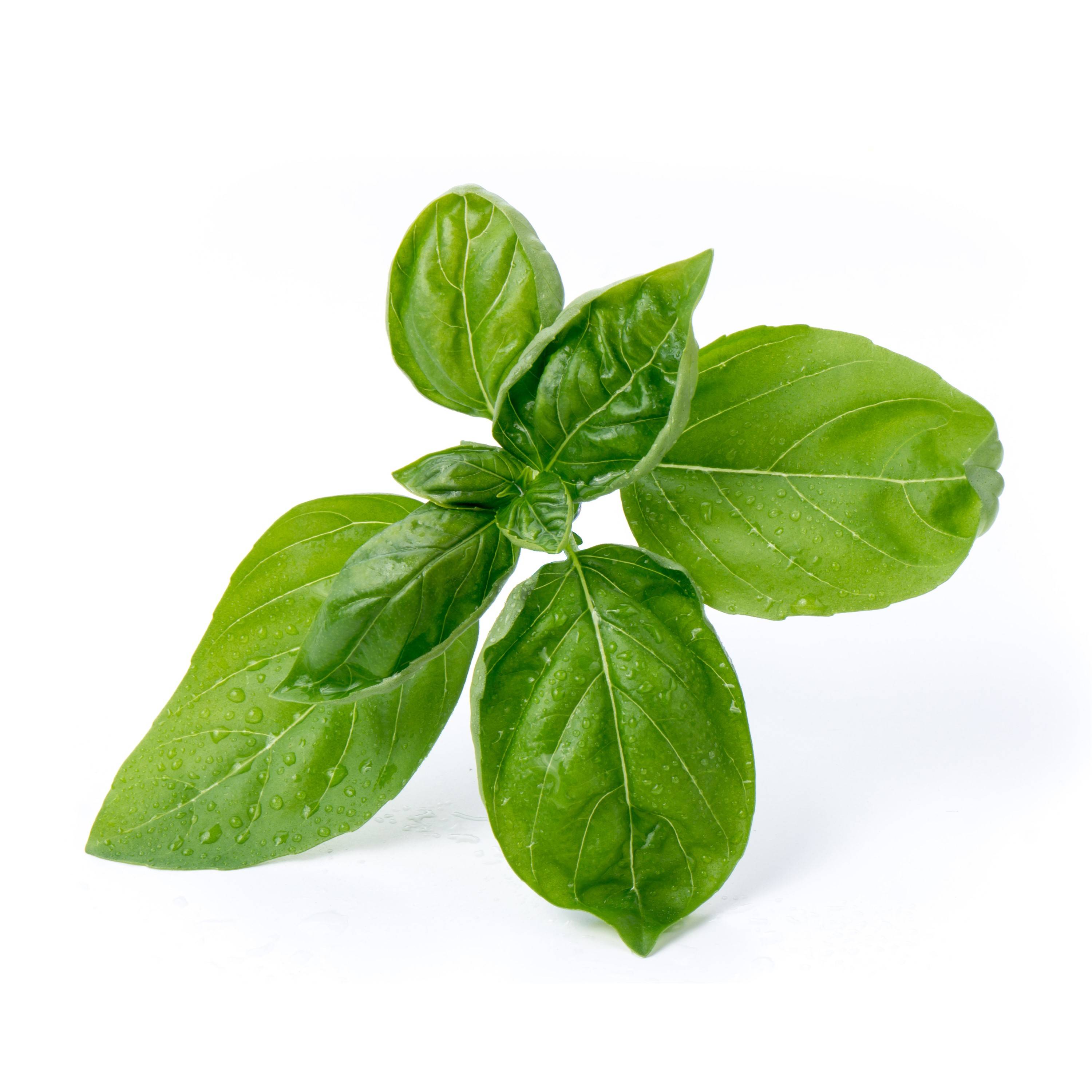 Veritable - Lingot Basilic grand vert BIO - Recharge prête à l'emploi - Véritable - Image 2