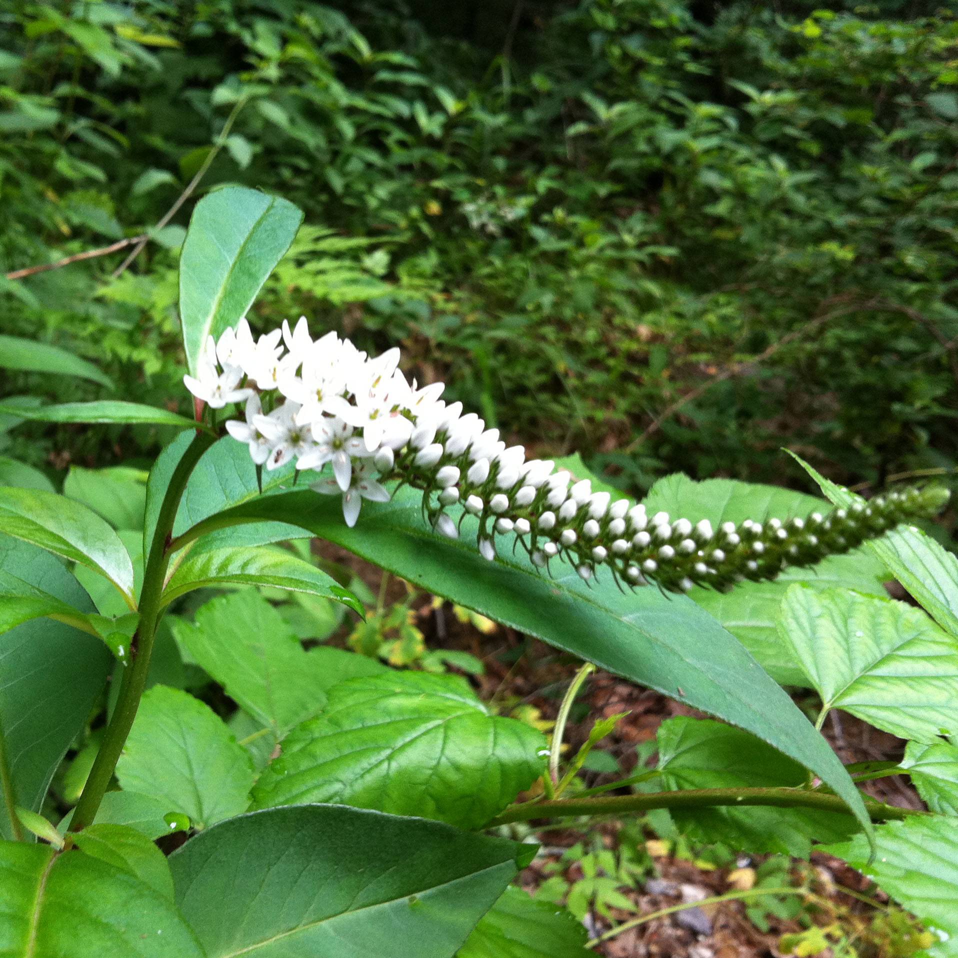 Promesse de Fleurs - Lysimachia barystachys, Lysimaque Godet de 8/9 cm