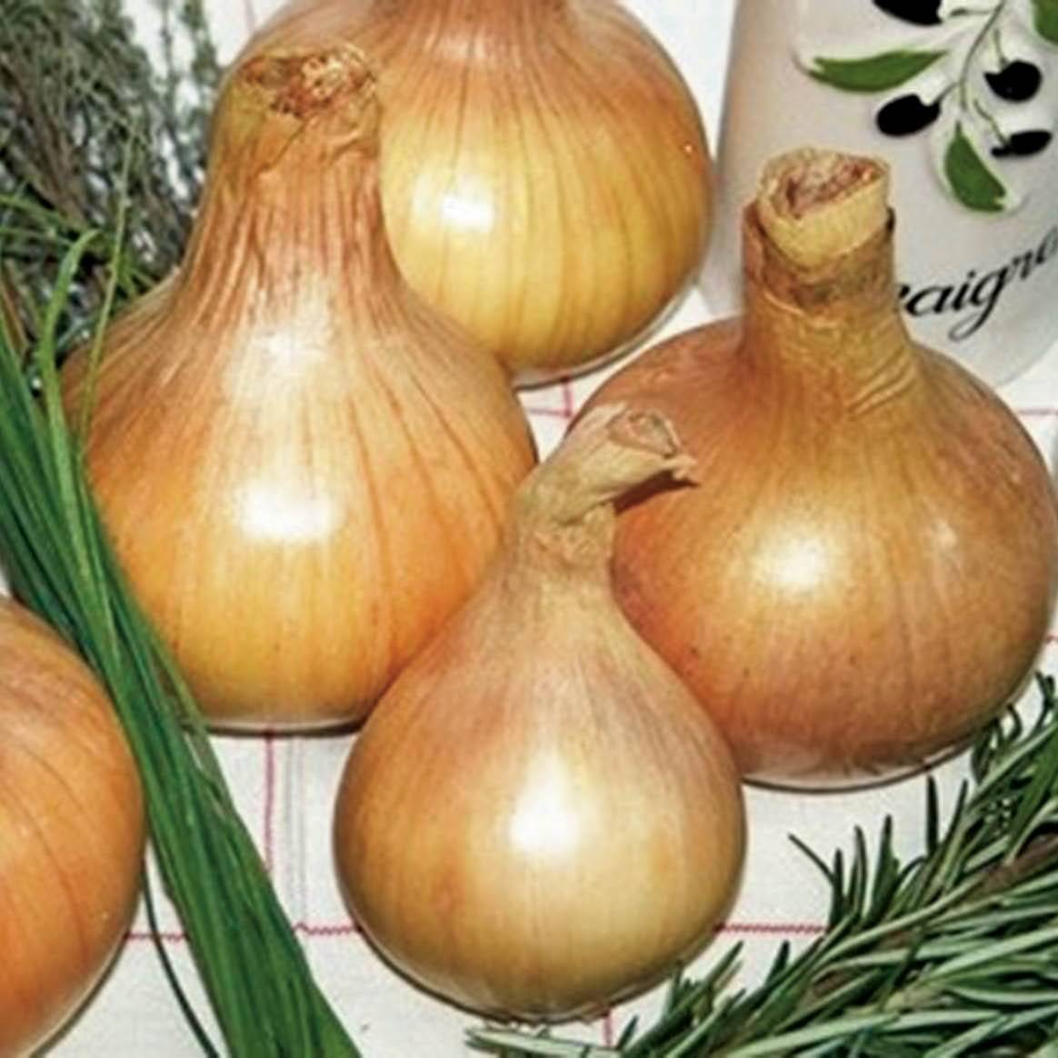 Promesse de Fleurs - Oignon Sturon - Allium Cepa en plants Pièce calibre 14/21 mm, Sac de 250g