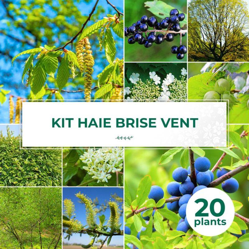 Haie Brise-Vent - 20 arbustes -  - Pépinières Naudet - Image 1